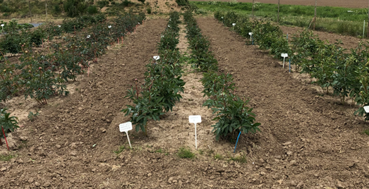 Three rows of peony plants in a herbicide trial plot